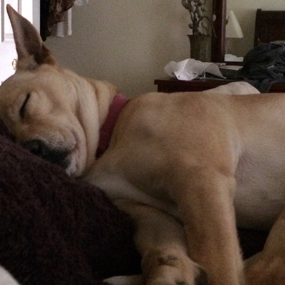 Meet Your Posher #2 Hi, I’m Kristen! Comments maxed on MTP #1, Thank You, PFF’s! - Picture 7 of 16